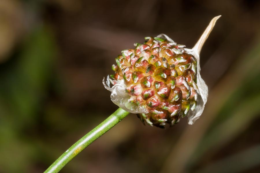 Allium vineale